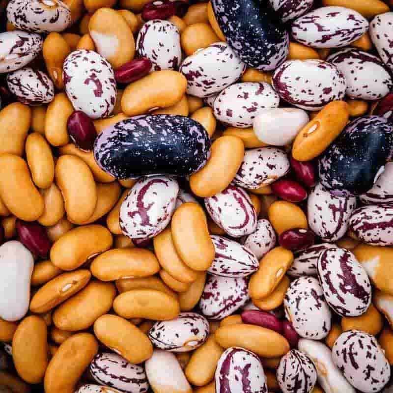تصویر 3 از لوبیا چیتی با کیفیت بومی ممتاز
